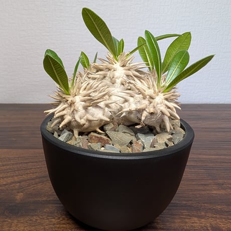 パキポディウム エブレネウム R85-26