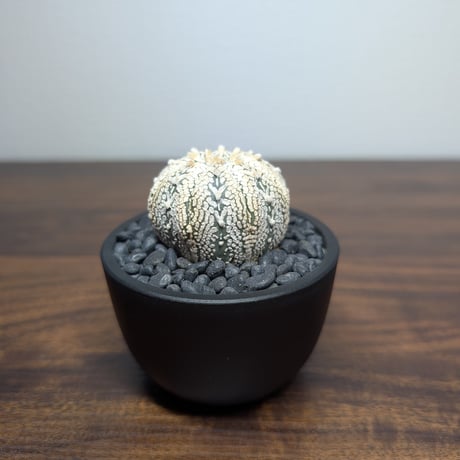 アストロフィツム　スーパー兜丸 R84-29