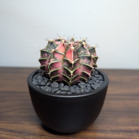 ギムノカリキウム　Mihanovichii　Hyb　（36）