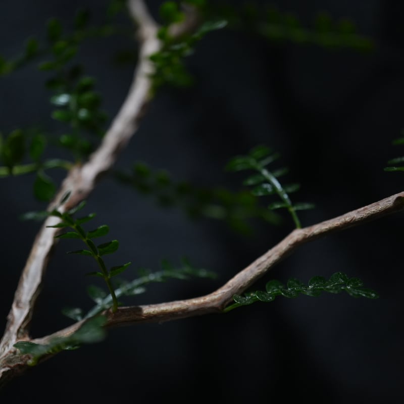 オペルクリカリア パキプス 根ざし | BizarrePlants Ueshin