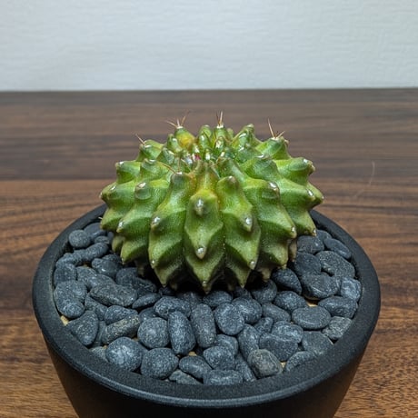 ギムノカリキウム ミハノビッチ Hyb Crist R85-30
