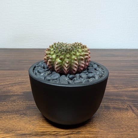 ギムノカリキウム ミハノビッチ Hyb Crist R85-29