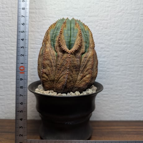 ユーフォルビア　オベサ