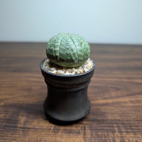 ユーフォルビア オベサ ミニ陶器鉢 R84-3