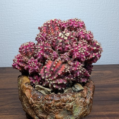 ギムノカリキウム Trex × PinkDiamond Crist R7-0501