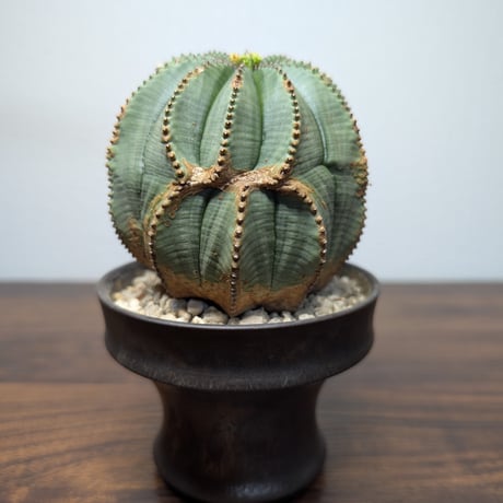 ユーフォルビア　オベサ ♀