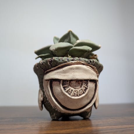 アリオカルプス | STORES
