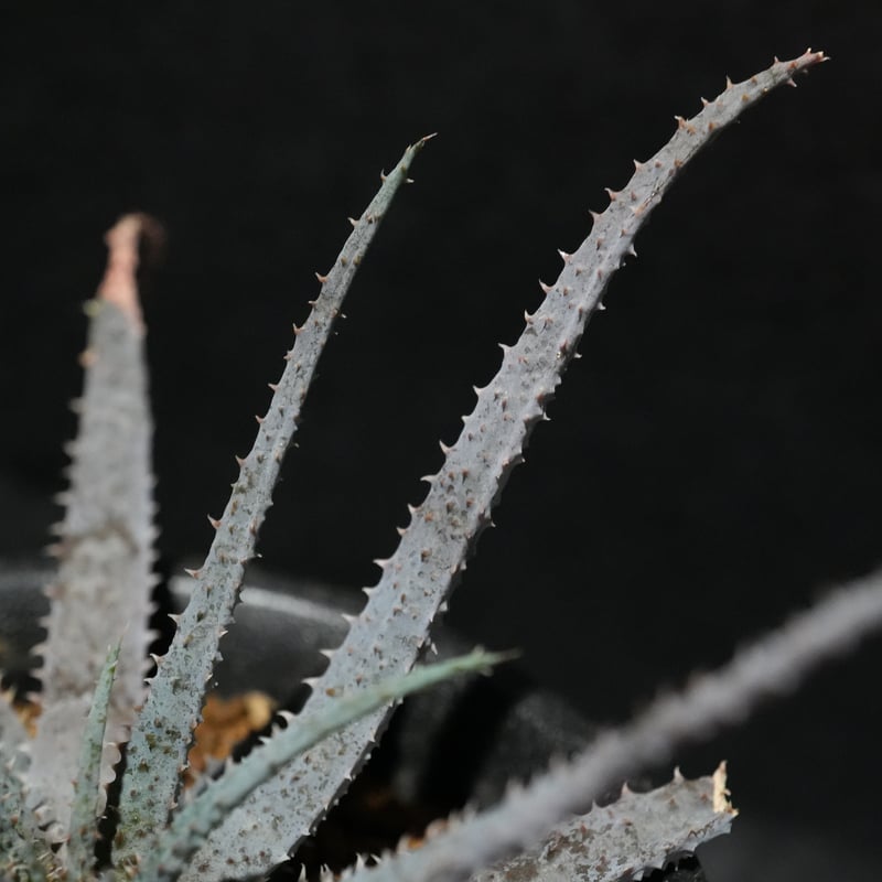 アロエ パルブラ 女王錦 | BizarrePlants Ueshin アロエ パルブラ 女王錦 | BizarrePlants Ueshin