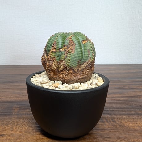 ユーフォルビア オベサ R8-22