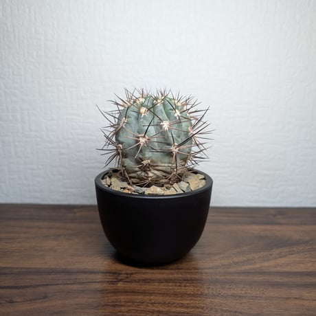 アカントカリキウム グラウカム R8-1