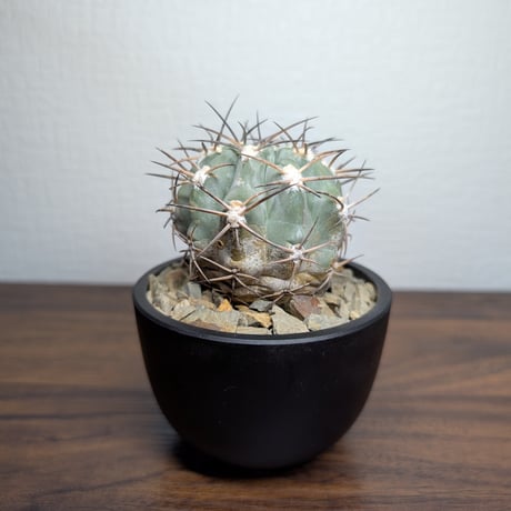 アカントカリキウム グラウカム R8-2