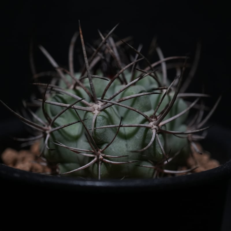エリオシケ パウシコスタータ（黒冠王） | BizarrePlants Ueshin