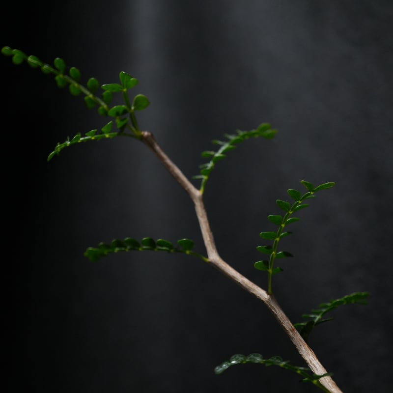 オペルクリカリア パキプス 枝差し株 オペルクリカリア パキプス