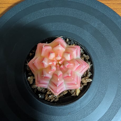 CATEGORY アウトレット | BizarrePlants Ueshin