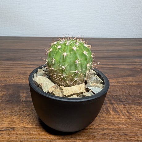 アカントカリキウム スピニフロルム R8-8