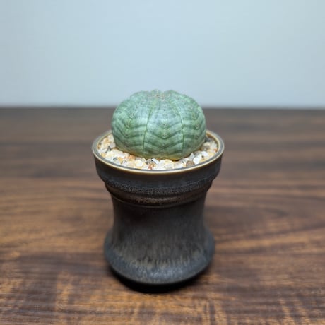 ユーフォルビア オベサ ミニ陶器鉢 R84-1