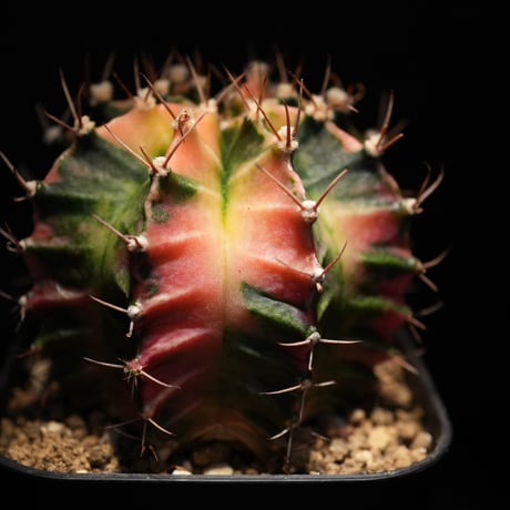 ギムノカリキウム　Mihanovichii　Hyb （7）