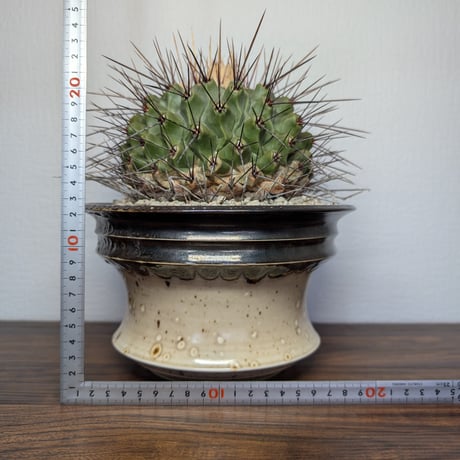 テロカクタス 獅子頭​ 特選　大株