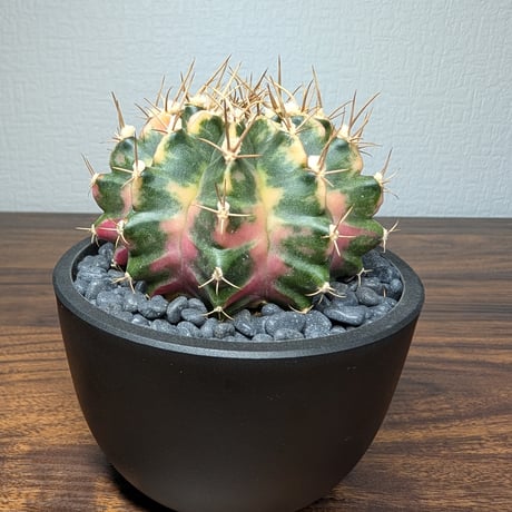 ギムノカリキウム Mihanovichii　Hyb　（30）