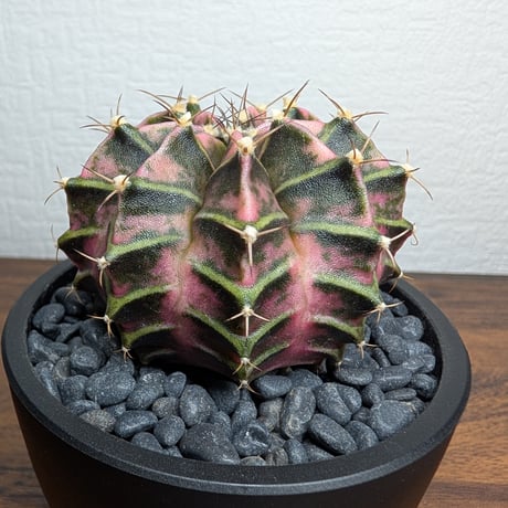 ギムノカリキウム　Mihanovichii　Hyb　（36）