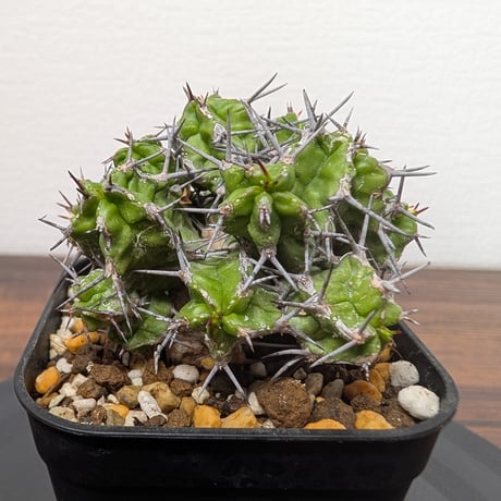 ユーフォルビア | STORES