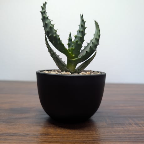 CATEGORY その他多肉植物 | BizarrePlants Ueshin