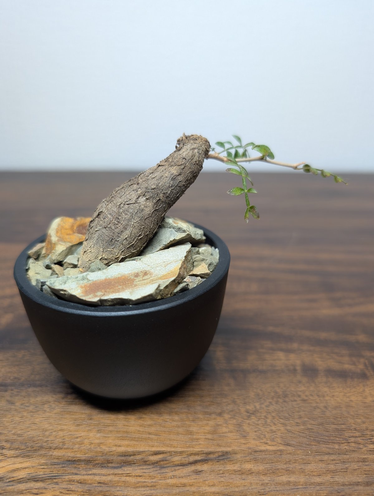 オペルクリカリア パキプス 根挿し R85-39 | BizarrePlants Ueshin