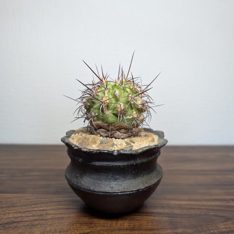 CATEGORY 鉢 | BizarrePlants Ueshin
