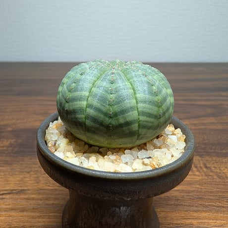 ユーフォルビア オベサ ミニ陶器鉢 R84-2