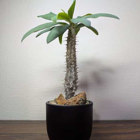CATEGORY ユーフォルビア | BizarrePlants Ueshin