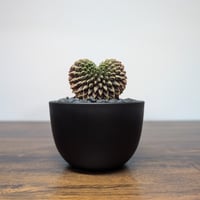 ギムノカリキウム ミハノビッチ Hyb Crist R85-31