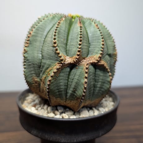 ユーフォルビア　オベサ ♀