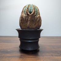 ユーフォルビア　オベサ
