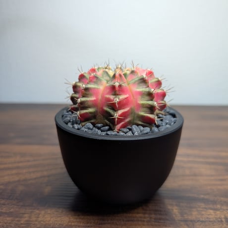 ギムノカリキウム Mihanovichii　Hyb　（38）