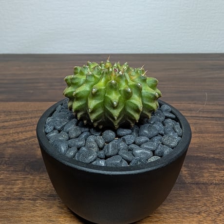 ギムノカリキウム ミハノビッチ Hyb Crist R85-30
