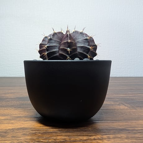 ギムノカリキウム ブラックウィドウ R86-23