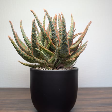 CATEGORY その他多肉植物 | BizarrePlants Ueshin