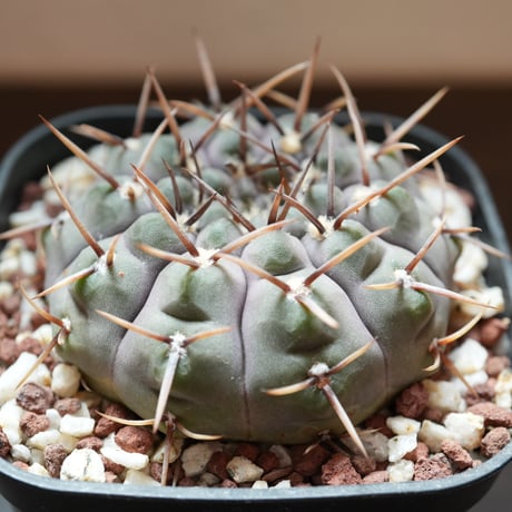 CATEGORY 黒系 | BizarrePlants Ueshin