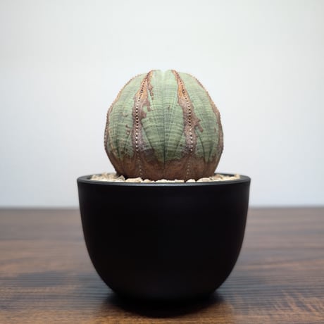 ユーフォルビア | STORES