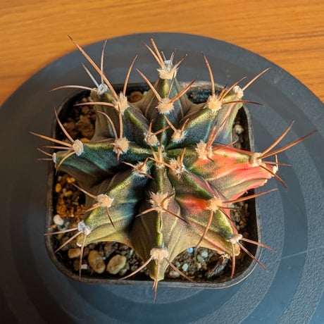 CATEGORY 黒系 | BizarrePlants Ueshin