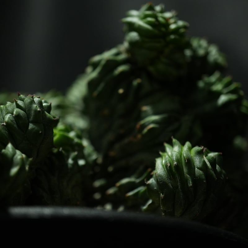 ユーフォルビア オベサ 綴化 | BizarrePlants Ueshin