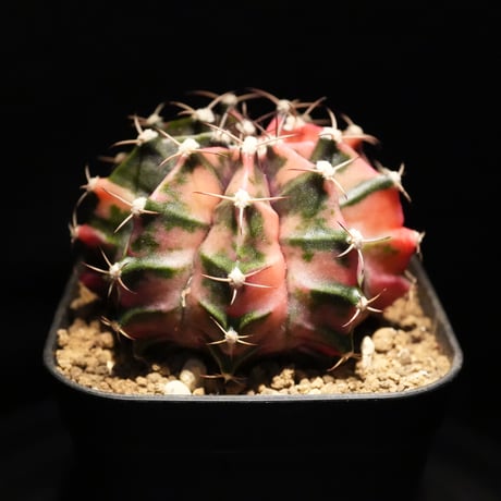 ギムノカリキウム Mihanovichii　Hyb　（14）