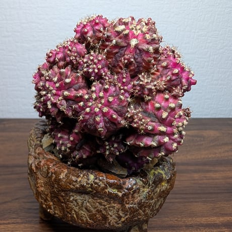 ギムノカリキウム Trex × PinkDiamond Crist R7-0501