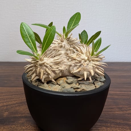 パキポディウム エブレネウム R85-26