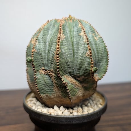 ユーフォルビア　オベサ