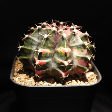 ギムノカリキウム Mihanovichii　Hyb　（14）