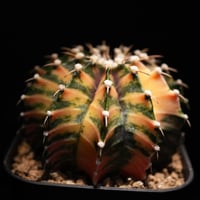 エリオシケ パウシコスタータ（黒冠王） | BizarrePlants Ueshin