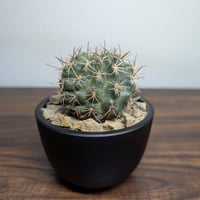 ホリドカクタス クルビスピナス R8-7