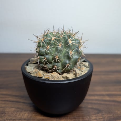 メロカクタス | STORES