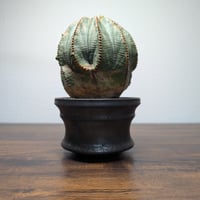 ユーフォルビア　オベサ